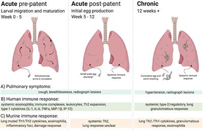 Schistosomes in the Lung: Immunobiology and Opportunity